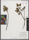 Foto von Salix waldsteiniana Willd.